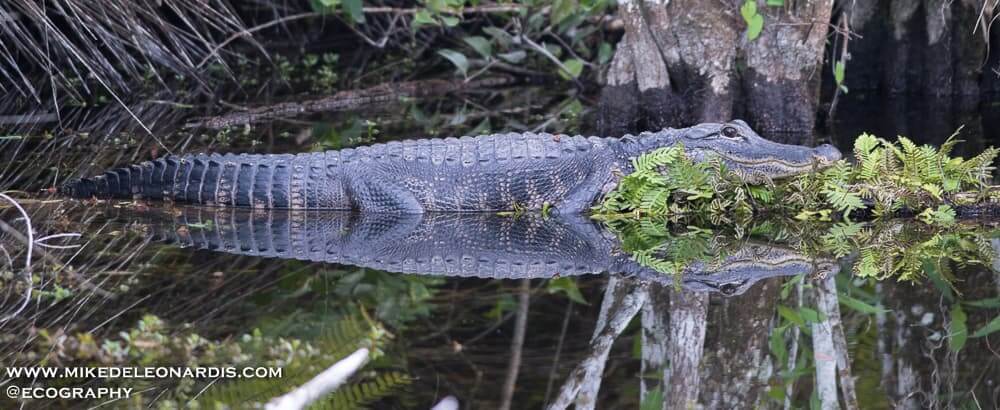 Big Cypress National Preserve, Florida Alligator