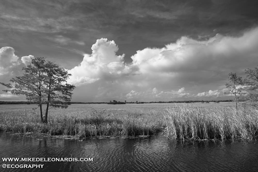 A Collapsing thunderstorm over Big Cypress National Preserve