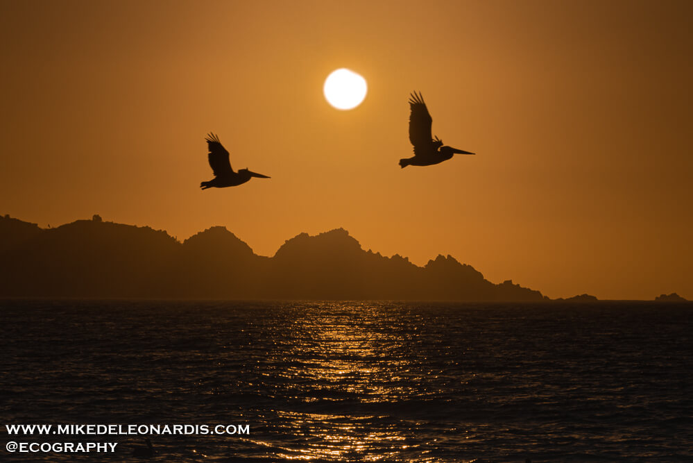 Coquimbo, Chile - During the 2019 Chilean eclipse, as most people went their separate ways after totality, I stayed and kept my camera focused on the Sun. Seven minutes before the Moon completely passed from the Sun, I captured these two beautiful pelicans flying in front of the eclipsed Sun. <br>