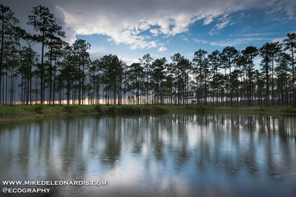 Okefenokee Swamp