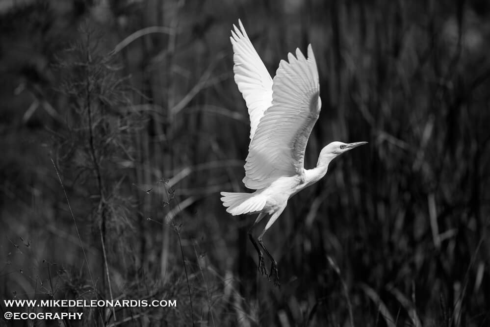 Big Cypress National Preserve - Flying Egret