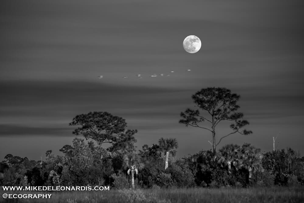 Big Cypress National Preserve - Big Cypress Moonrise