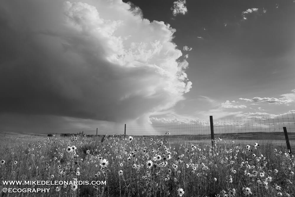 Eastern Wyoming - Summer storm over the sunflowers