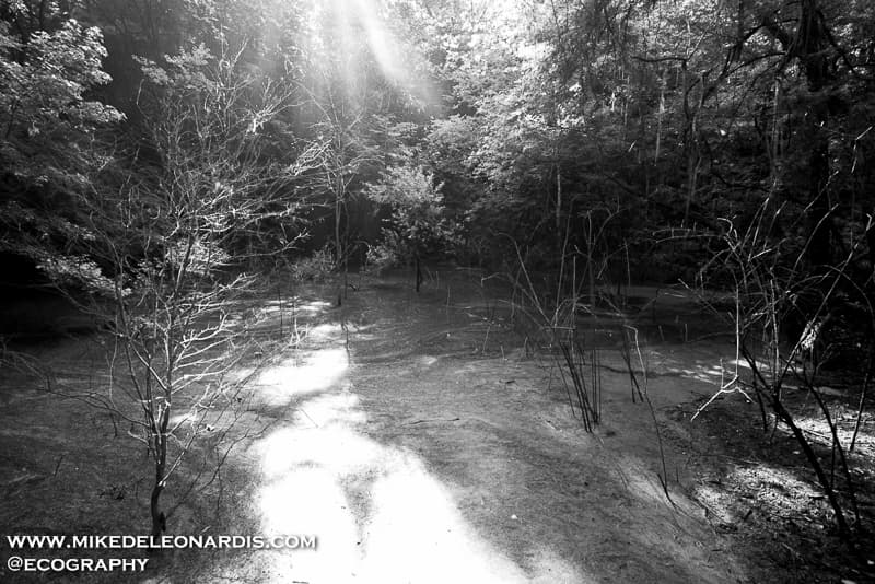 Gainesville, Florida - Devil's Millhopper Geological State Park contains a bowl-shaped cavity 120 feet deep leading down to a miniature rain forest.