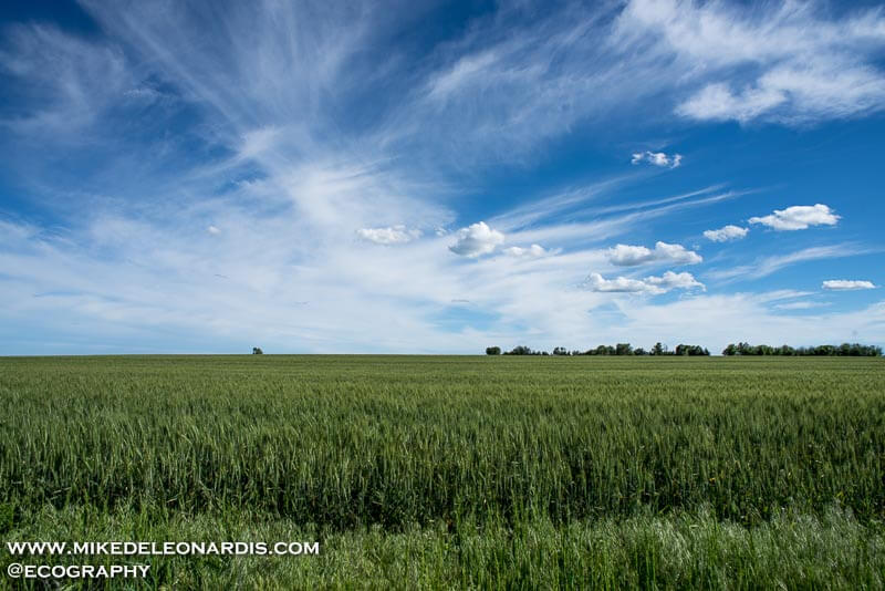 Kansas landscape
