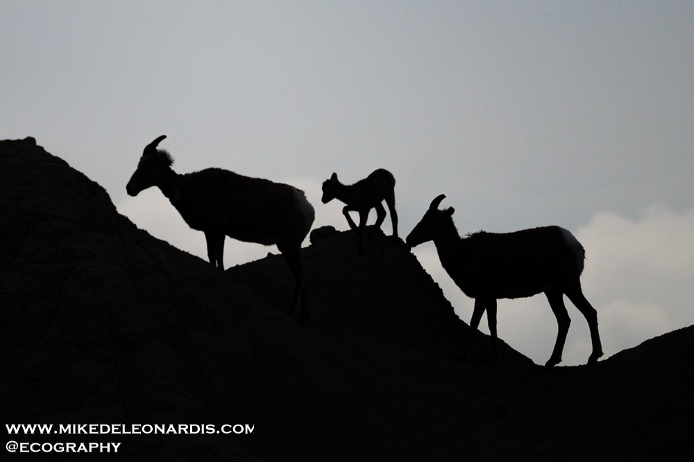 Badlands Bighorn Sheep Family