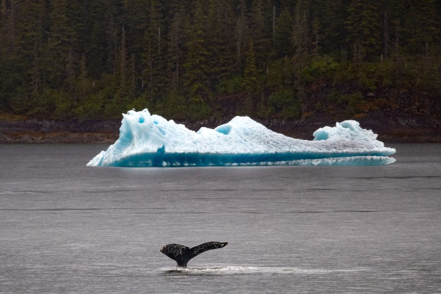 Humback Whale With Iceberg