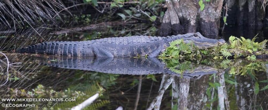 Reflective Alligator