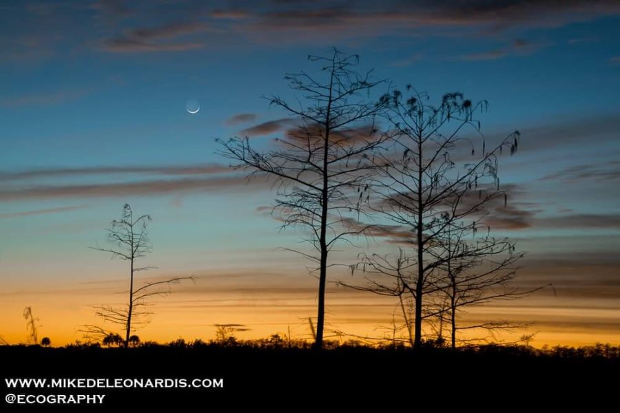 Moonset Over Big Cypress