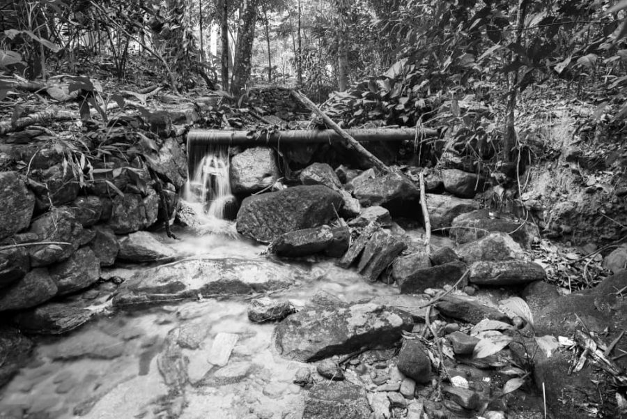 Tijuca Forest