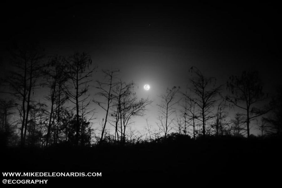 Moonrise Over Big Cypress