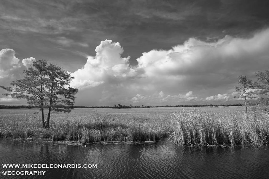 Collapsing Storm In Big Cypress