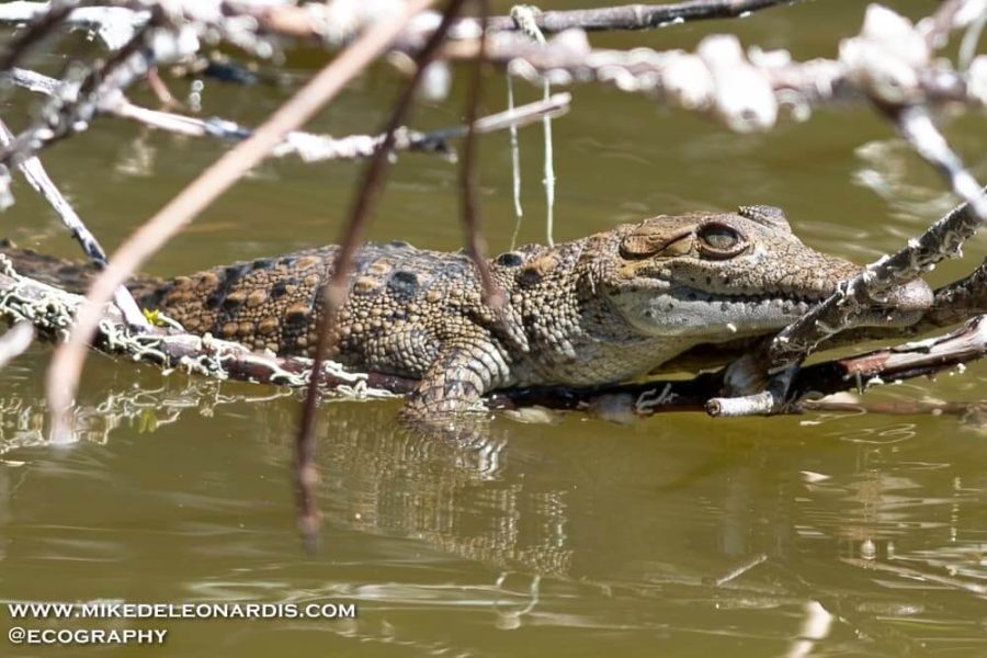 Baby Crocodile In Florida Everglades