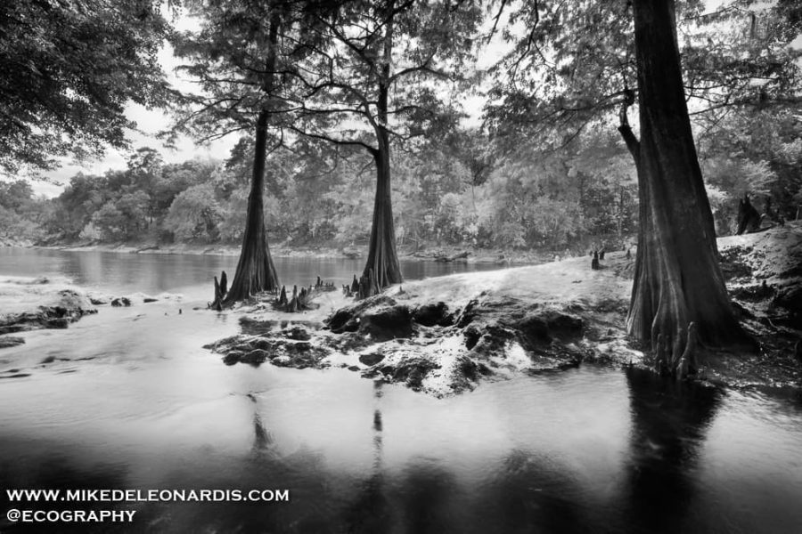 Suwannee River Landscape