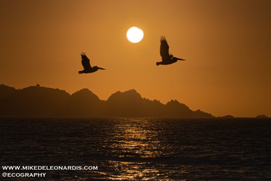 Pelicans Against Eclipsed Sun