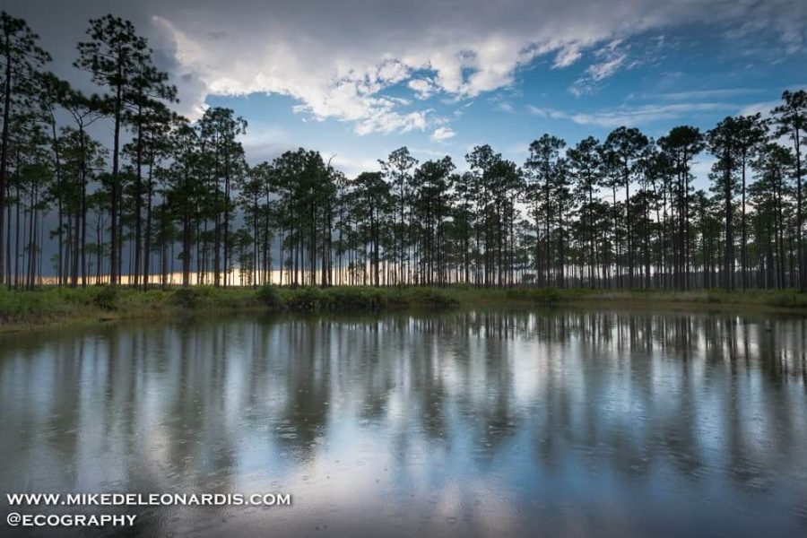 Okefenokee Swamp