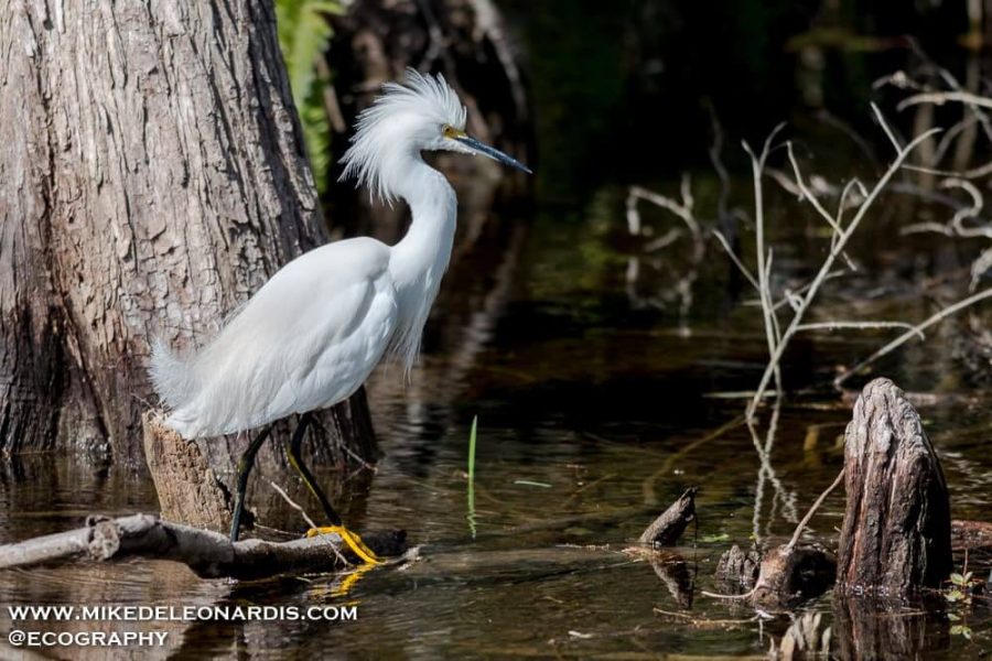 Perched Snowy Egret