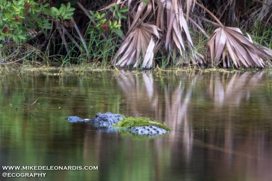 Grassy Alligator