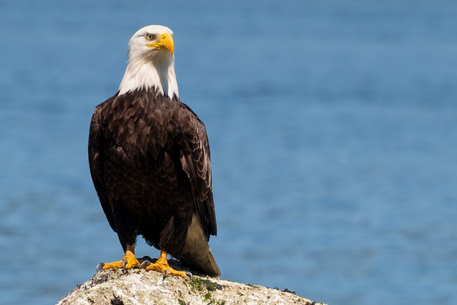 Bald Eagle