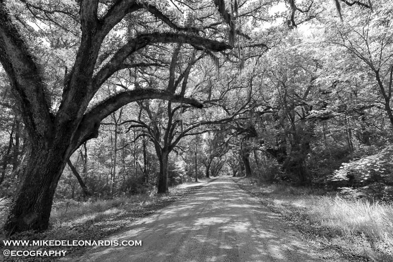 Quiet Mississippi Road
