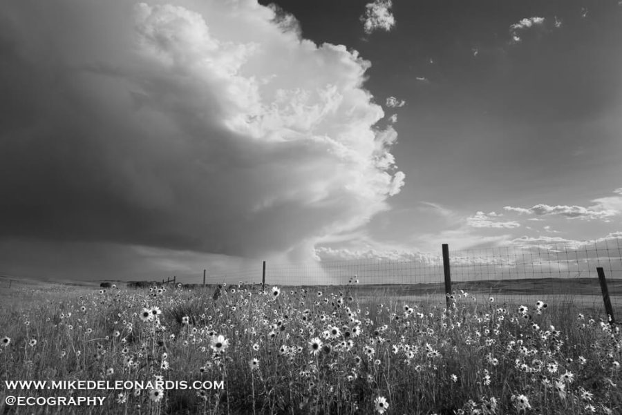 Summer Storm Over The Sunflowers