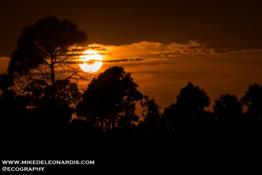 Big Cypress Sunset
