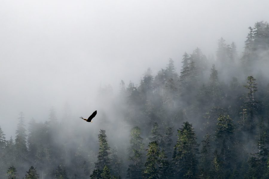 Soaring Bald Eagle