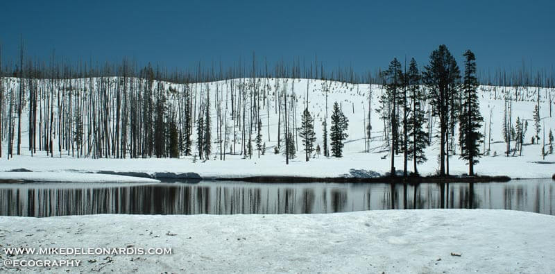 Yellowstone River In The Snow