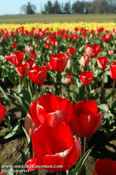 Oregon Tulips