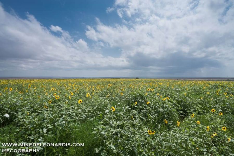 Texas Prairie