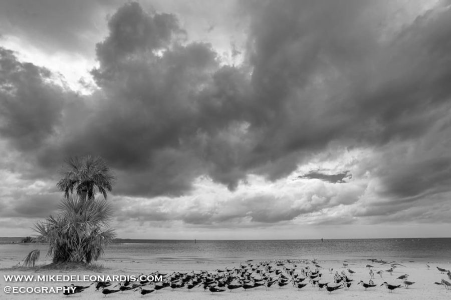 Hurricane Nate On The Beach
