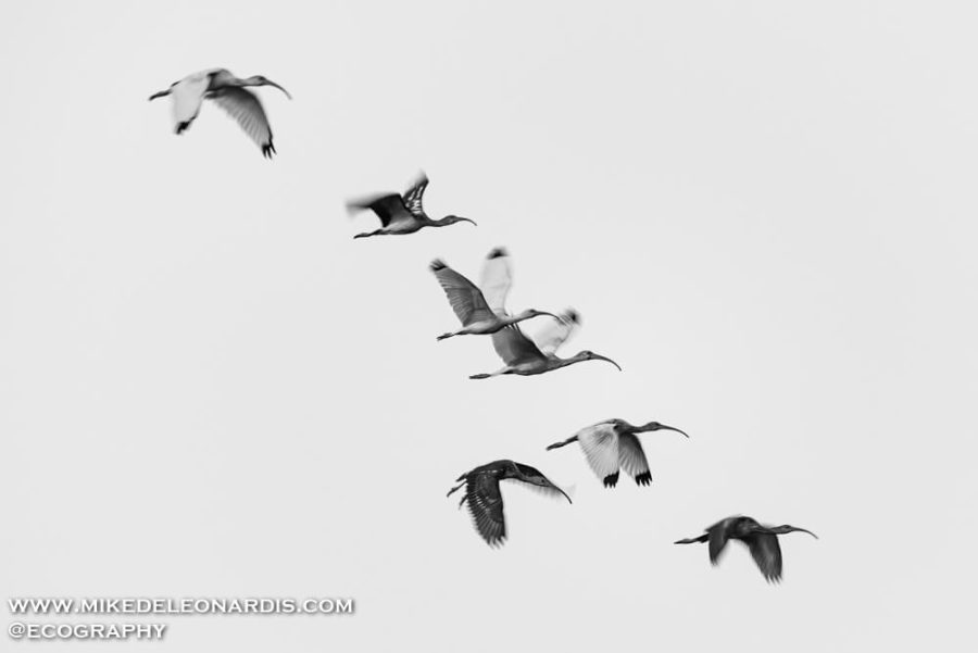 Ibis At Sunset