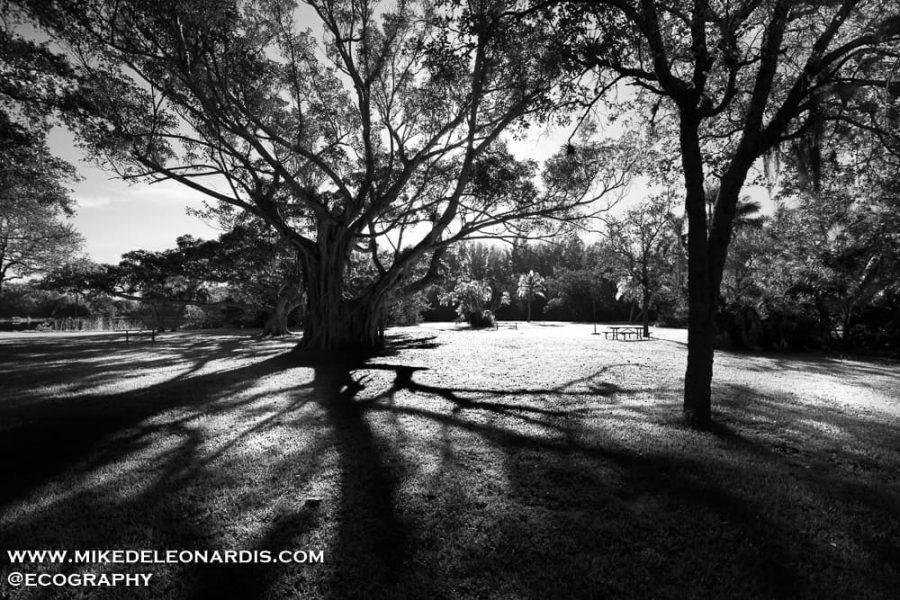 Park Shadows